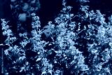 preview cold