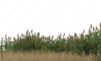 image to crop