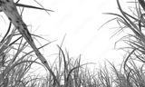 preview bw