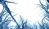 preview cold