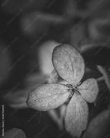 preview bw