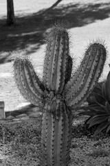 preview bw
