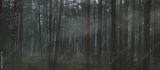 preview original