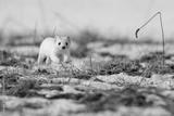 preview bw