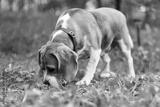 preview bw