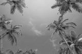 preview bw