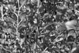 preview bw