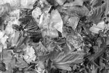preview bw