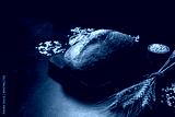 preview cold