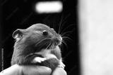 preview bw