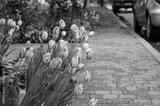 preview bw