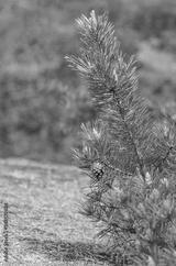 preview bw