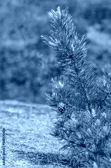preview cold