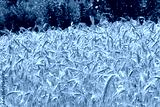 preview cold