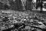 preview bw