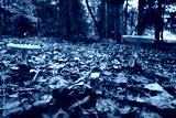 preview cold