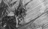 preview bw