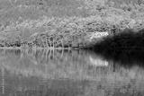preview bw