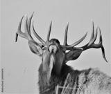 preview bw