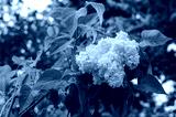 preview cold