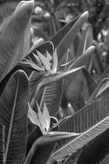 preview bw