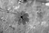preview bw