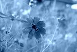preview cold