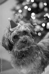 preview bw