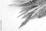 preview bw