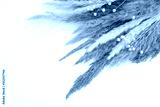preview cold