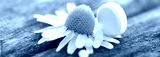 preview cold