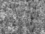 preview bw