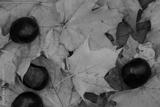 preview bw