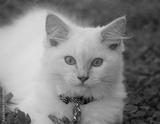 preview bw