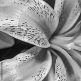 preview bw