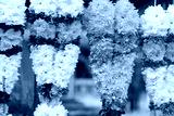 preview cold