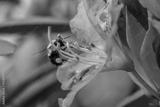 preview bw