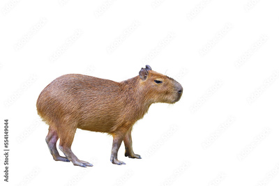 image to crop