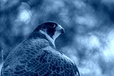 preview cold