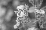 preview bw