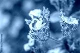 preview cold