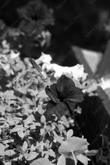 preview bw
