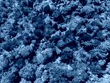preview cold
