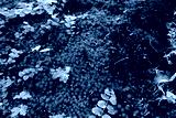 preview cold