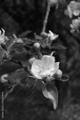 preview bw