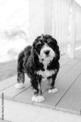 preview bw