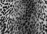 preview bw
