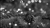 preview bw