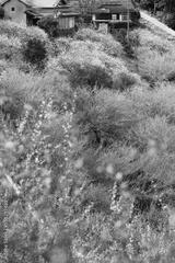 preview bw