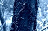 preview cold